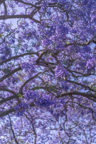 Sydney Kirribilli Jacaranda Walking Route