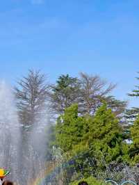 青島中山路的菊花盛宴，美得令人窒息！