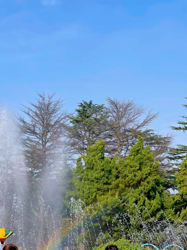 青島中山路的菊花盛宴，美得令人窒息！