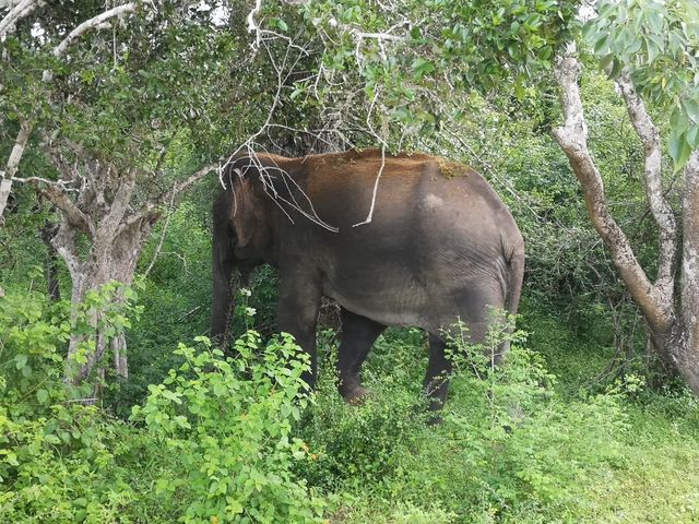 雅拉國家公園。