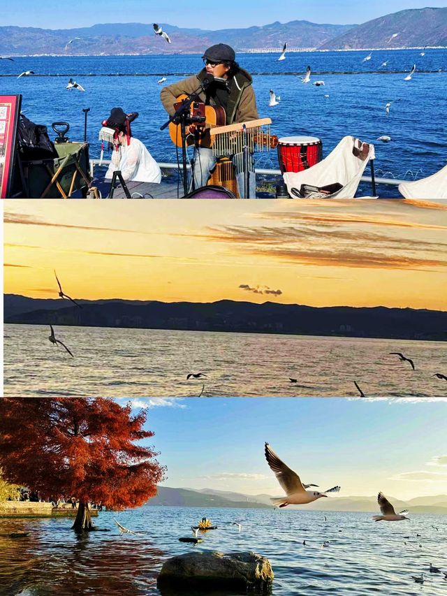 冬天的紅杉樹和海鷗更配哦～。