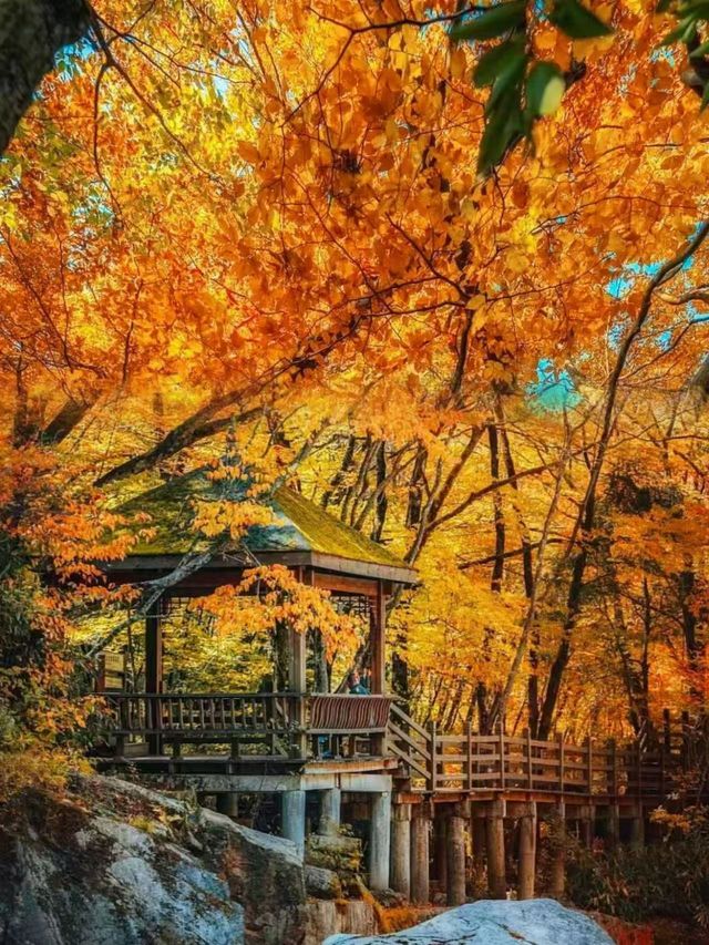 光霧山超詳細攻略 | 紅葉盛景一網打盡。