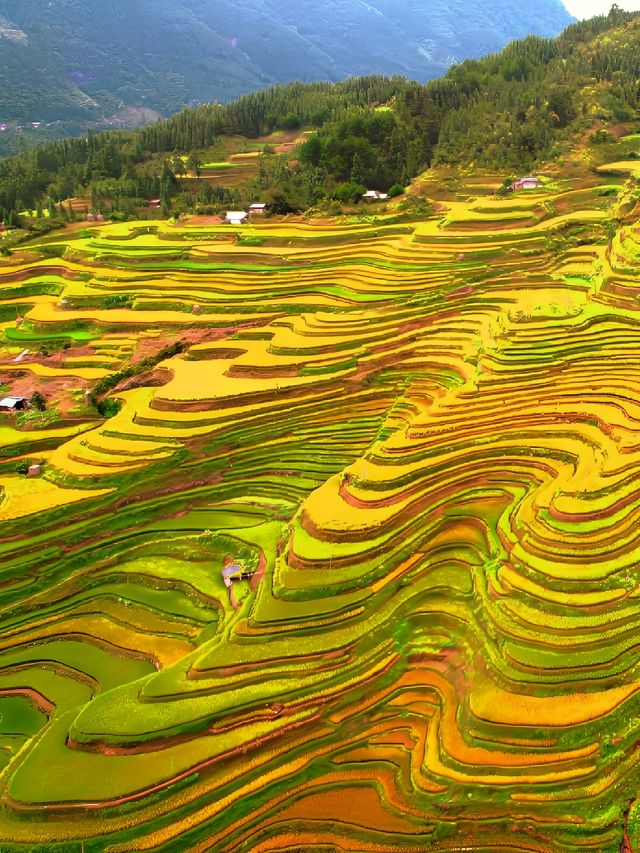 貴州加榜梯田：秋天的金色階梯奇觀|||加榜梯田的最佳旅行時間。