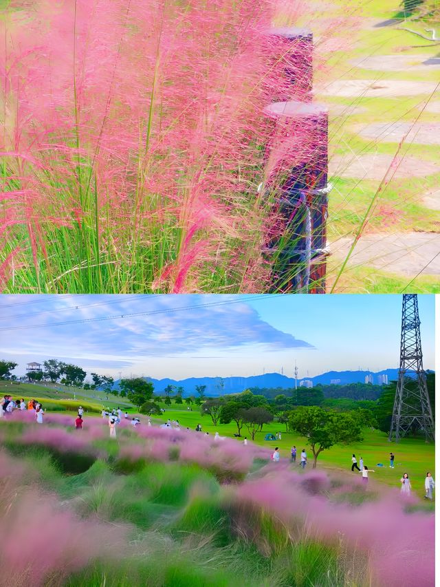 周末去哪玩|打卡深圳最美粉黛花海。