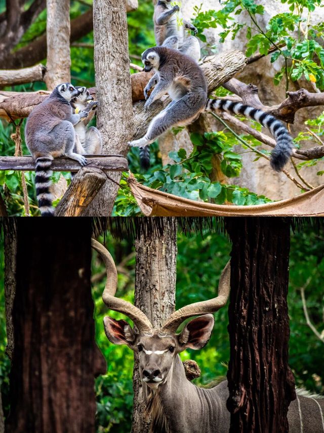 熬夜整理清邁夜間動物園の實用攻略。