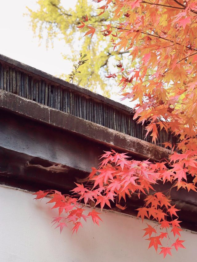 錯過這一年，上海古樹公園001號古銀杏黃。