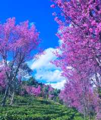 無量山櫻花谷冬日浪漫