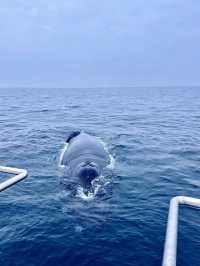 Sri Lanka Whale Shark Adventure