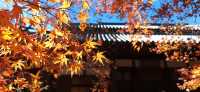 【最美紅葉季】兜兜轉轉嵯峨野，看罷山林看古寺…