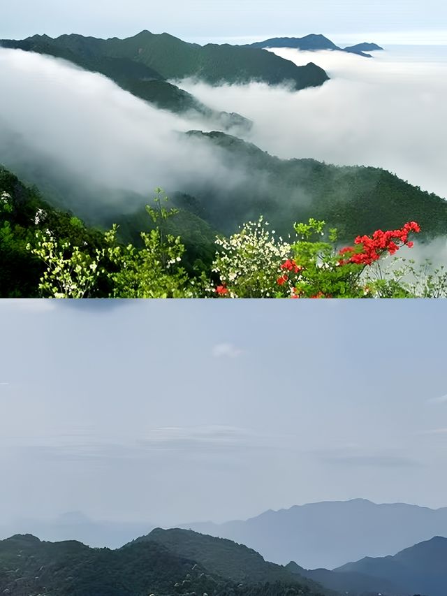 贛州三百山的綠色瑰寶！