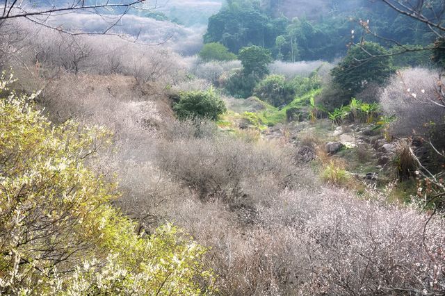 陸河世外梅園——我去過的最美梅園