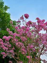 後海中心河公園｜紫花風鈴木盛開的冬天