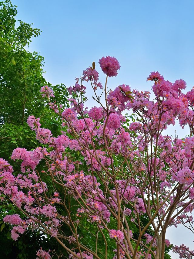 後海中心河公園｜紫花風鈴木盛開的冬天