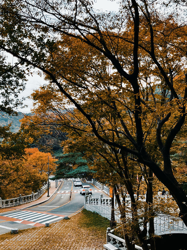 5日遊釜山