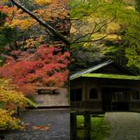 在小松那谷寺，邂逅一場治癒的日光禪境