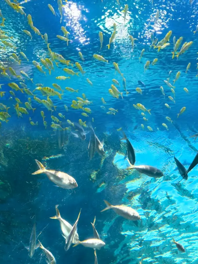 Shanghai Haichang Ocean Park