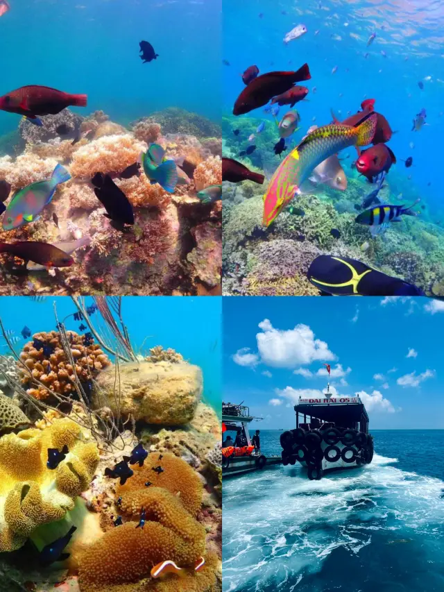 Diving in Hon Mun Island, Nha Trang, Vietnam is amazing!