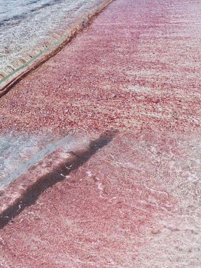 西班牙隱藏瑰寶福門特拉島旅行攻略嚟啦！