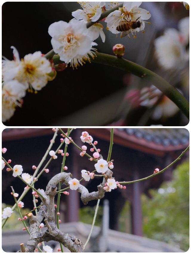 詩意遊草堂我找到了古詩中的散花樓