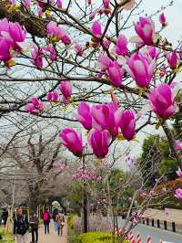 東京行程｜小石川後樂園與千鳥淵公園一日遊