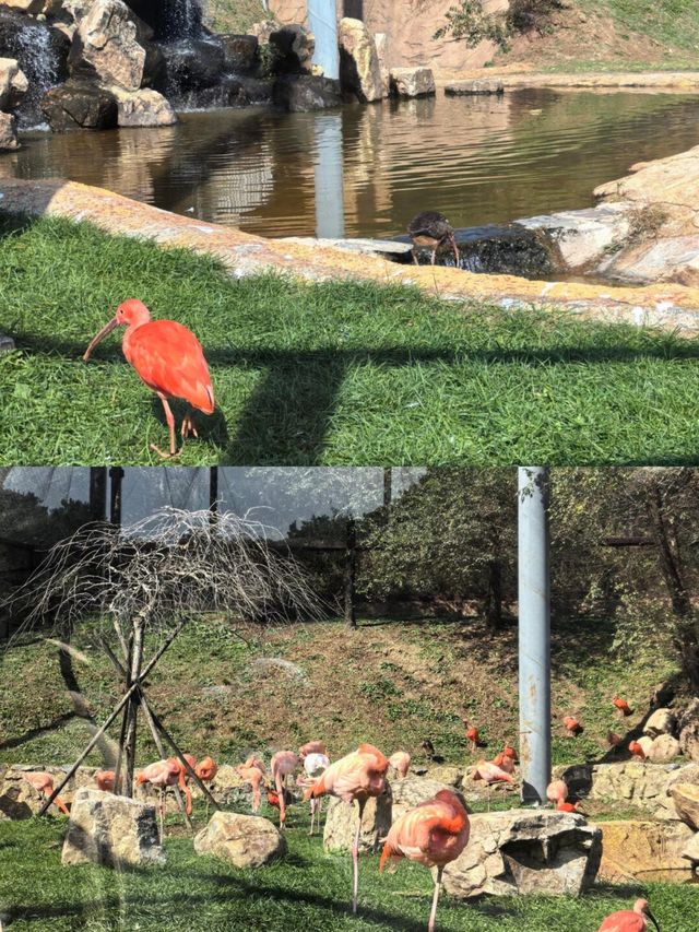 來瀋陽怎麼能錯過超有趣的瀋陽森林動物園！奉上保姆級攻略