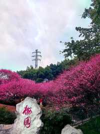 春日漫步：彩雲湖公園