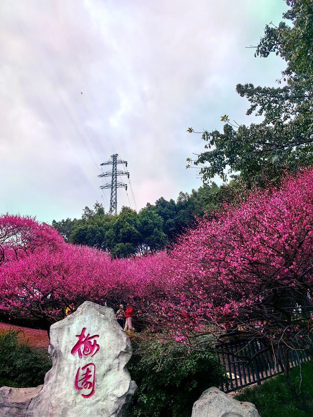春日漫步：彩雲湖公園