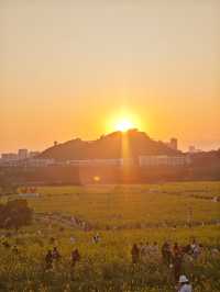解鎖深圳春日！光明欢乐田園油菜花暢玩秘籍