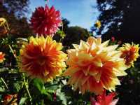 哈利法克斯 Day 1 公眾花園 Public Garden