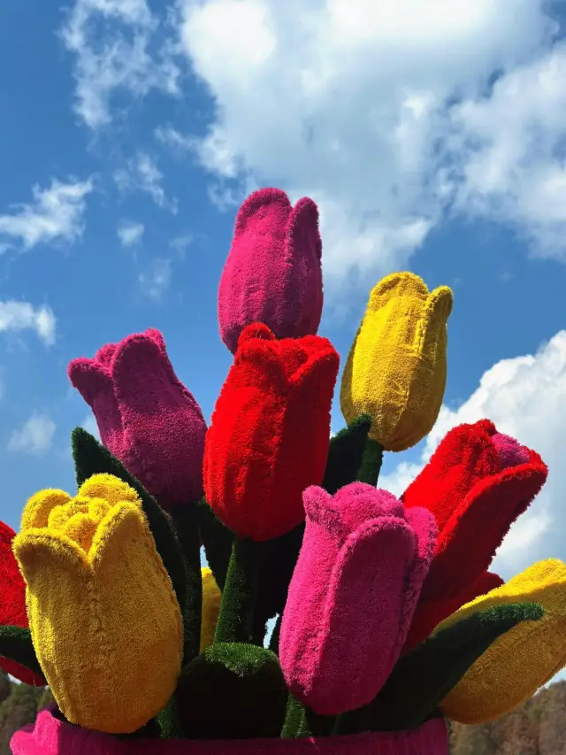 Tulips are in bloom in Kunming, and they are truly stunning.