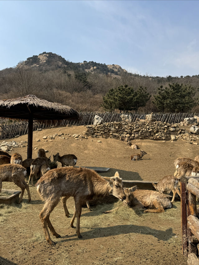 「由李村出發1.5小時！黃島野生動物園帶娃打卡全攻略」