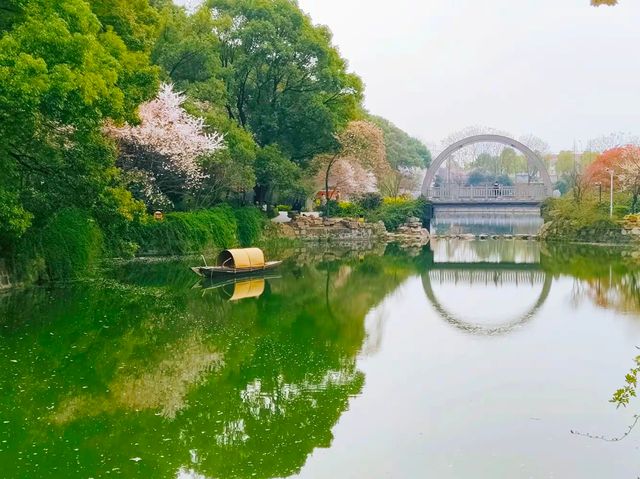 望月公園賞櫻花 望月公園賞櫻花