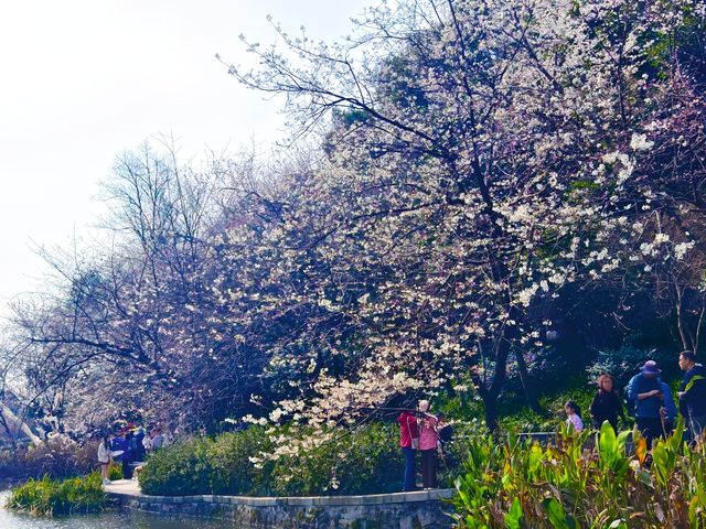 長沙春日櫻語,望月拾夢 長沙春日櫻語,望月拾夢