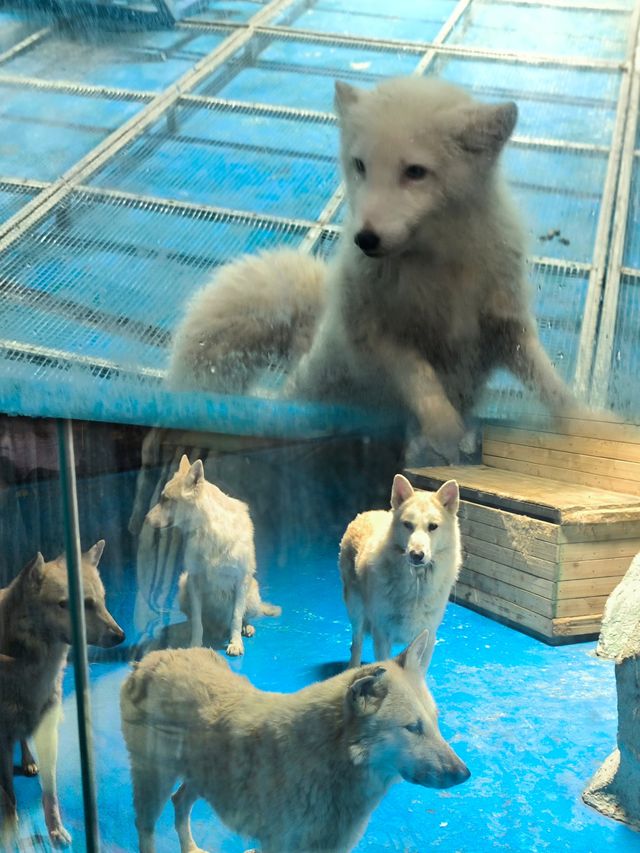 長沙生態動物園保姆級攻略，親子遊好去處