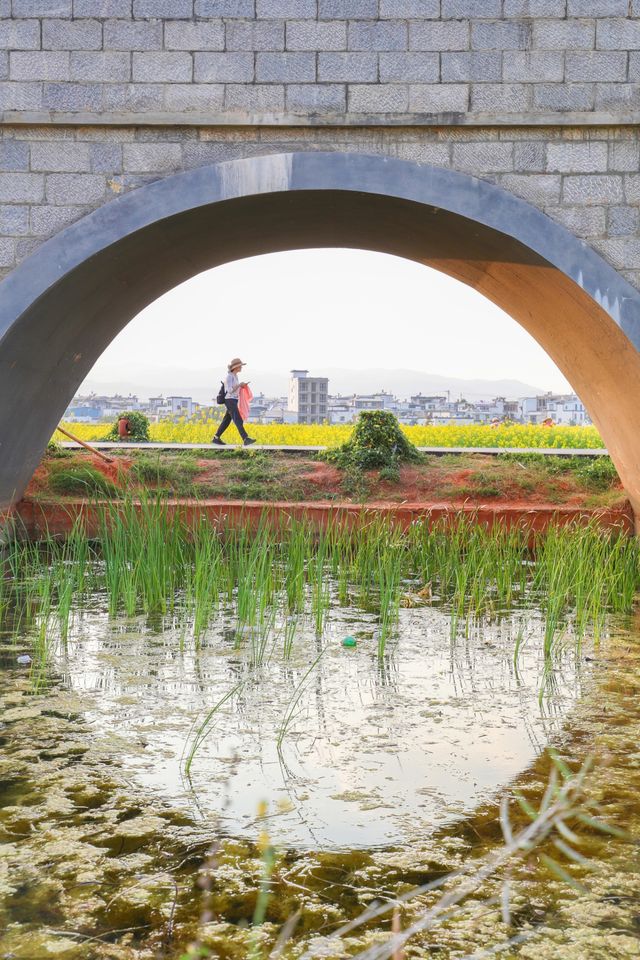 建水三月,去雙龍橋睇油菜花海 建水三月,去雙龍橋睇油菜花海