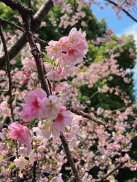《静安雕塑公園的櫻花盛景》