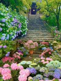 春日繡球花地圖：鎌倉篇