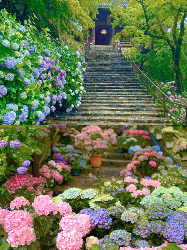 春日繡球花地圖：鎌倉篇