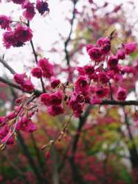 早櫻怒放紅似火