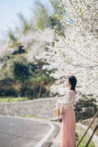 紹興這個村子的櫻花公路驚艷了春天