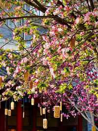 北京賞花路線分享