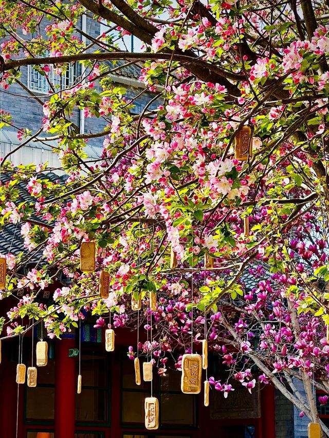 北京賞花路線分享