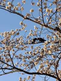 新山公園，山海交織的粉色樂章