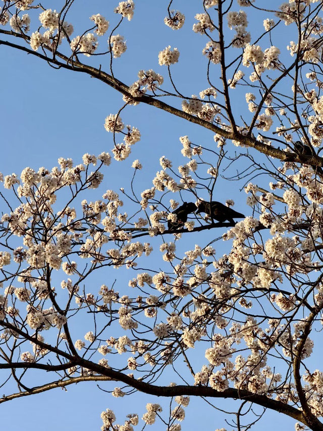 新山公園，山海交織的粉色樂章