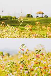 私藏嘅絕美花海，徑山境