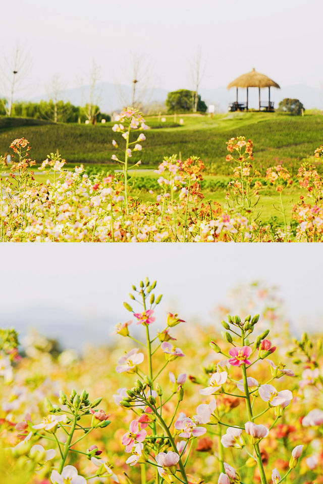 私藏嘅絕美花海，徑山境