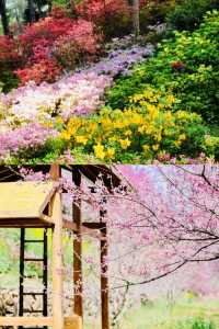 私藏嘅絕美花海，徑山境