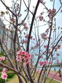 🌸香港沙田石門河畔櫻花盛景