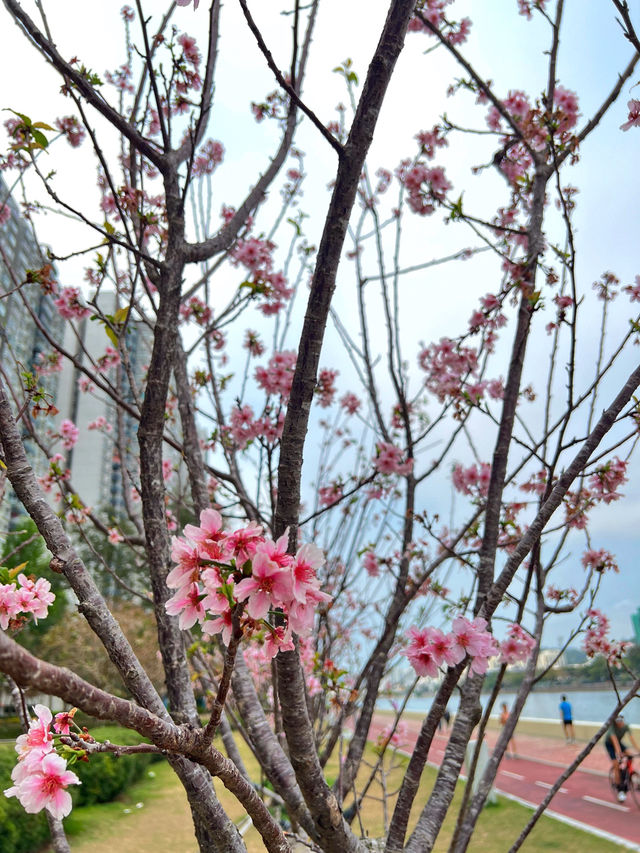 🌸香港沙田石門河畔櫻花盛景