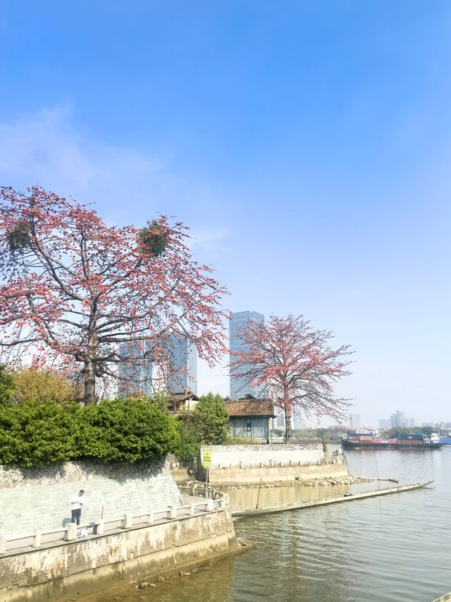 廣州番禺：上漖珠江邊的木棉花